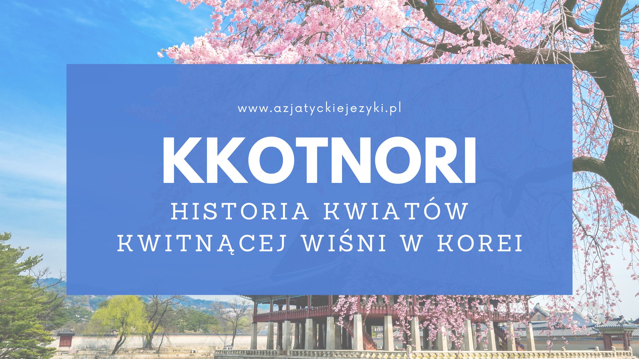 Kwiaty kwitnącej wiśni - popularna atrakcja w Korei